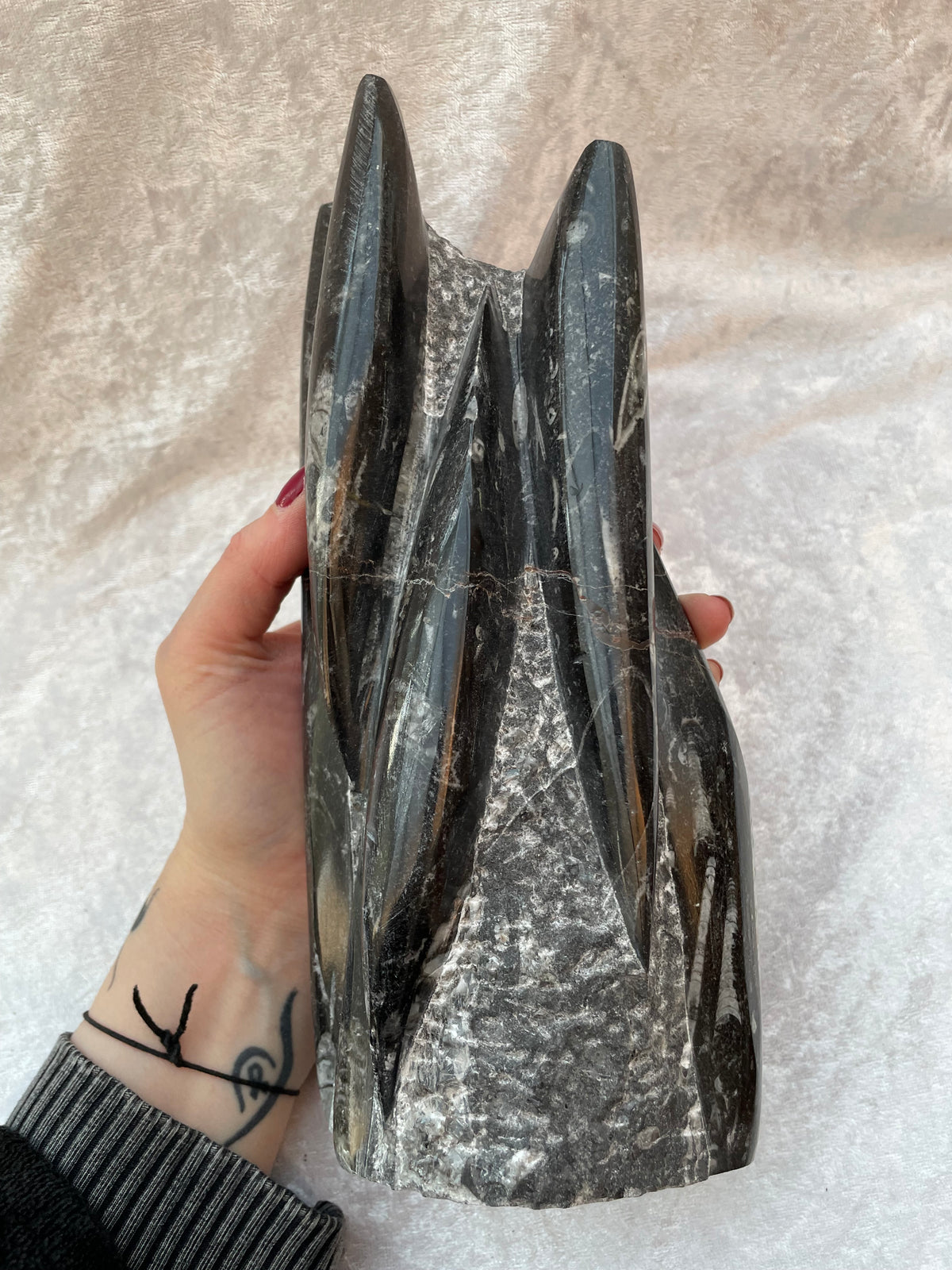 Large Orthoceras Fossil Freeform