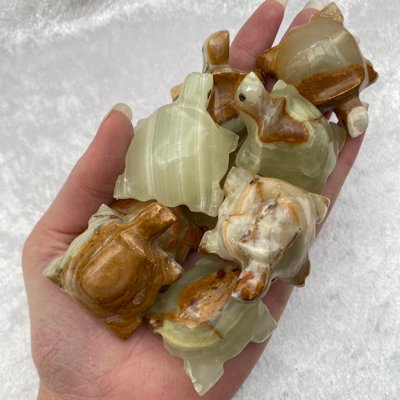 Mini Onyx Turtles