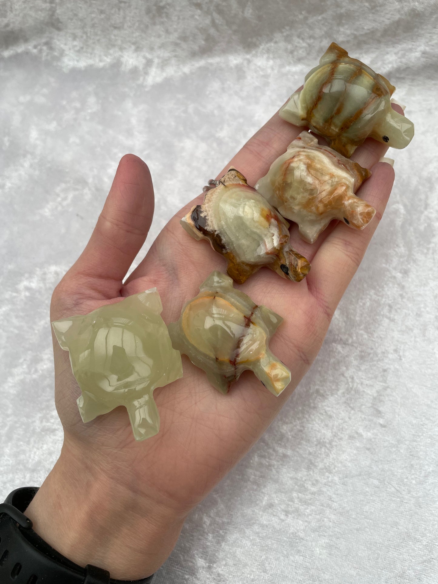 Mini Onyx Turtles