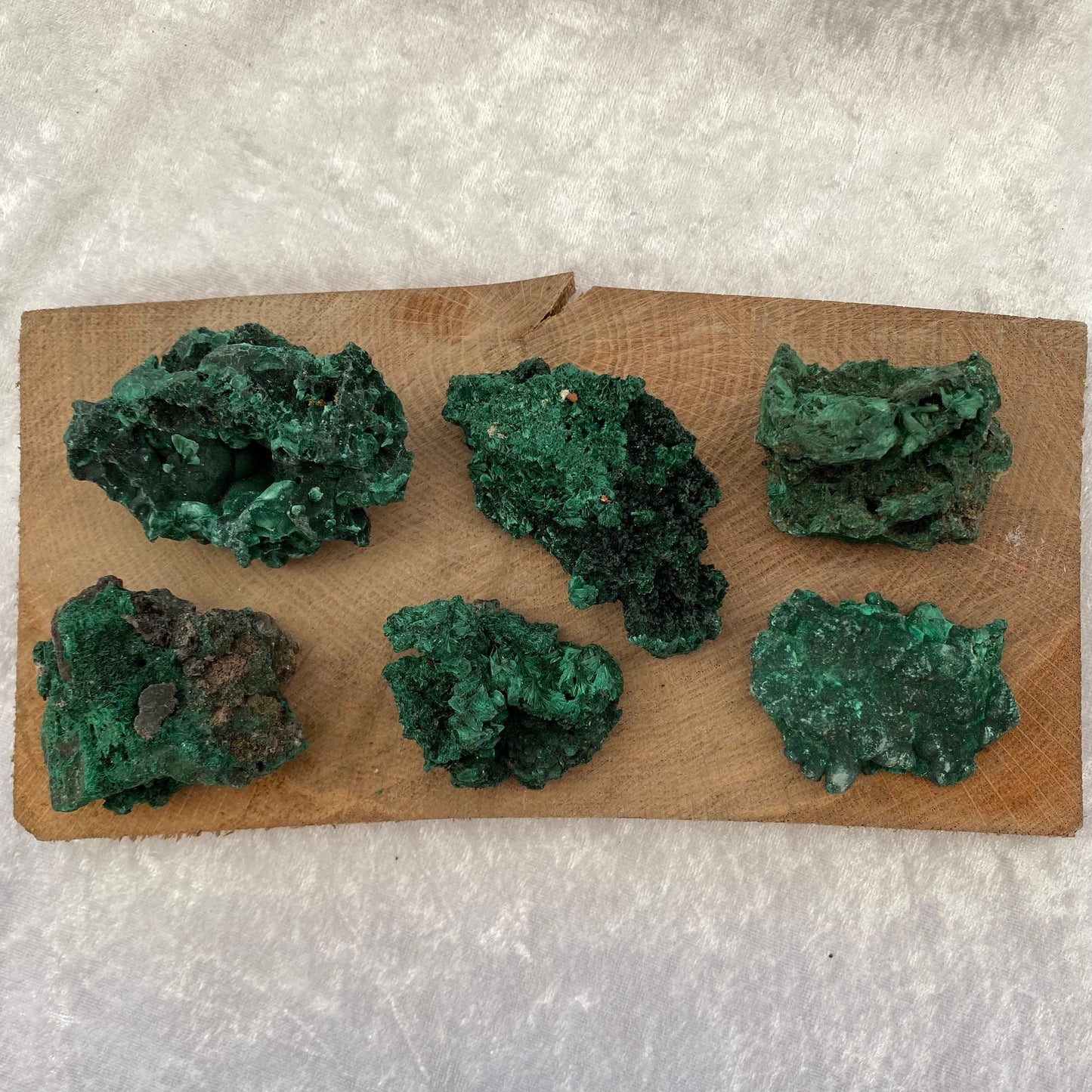 Velvet Malachite