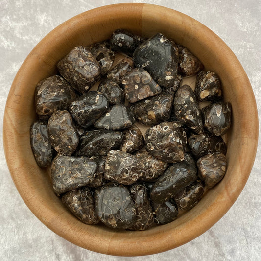 Turritella Agate tumblestones