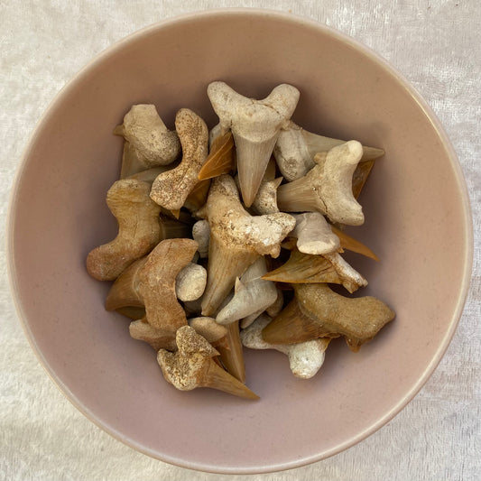 Fossil Shark Teeth
