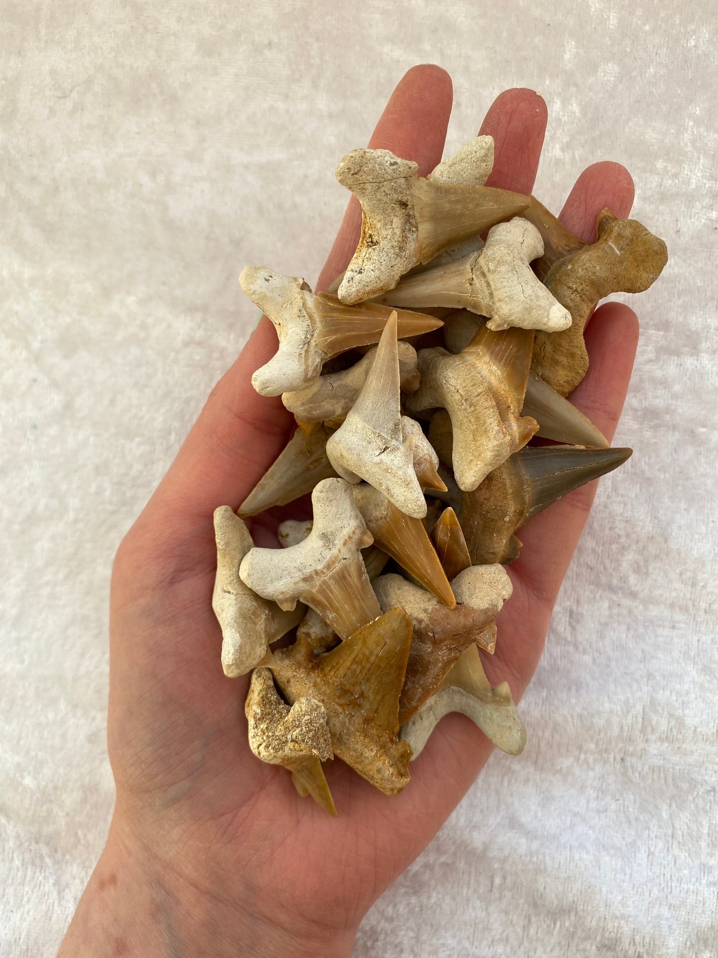 Fossil Shark Teeth