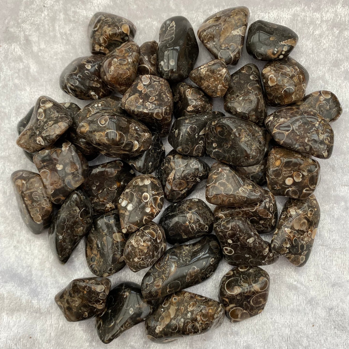 Turritella Agate tumblestones