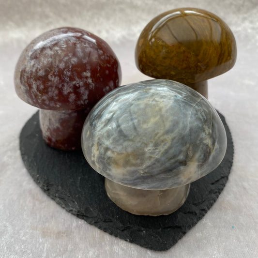 Ocean Jasper Mushrooms