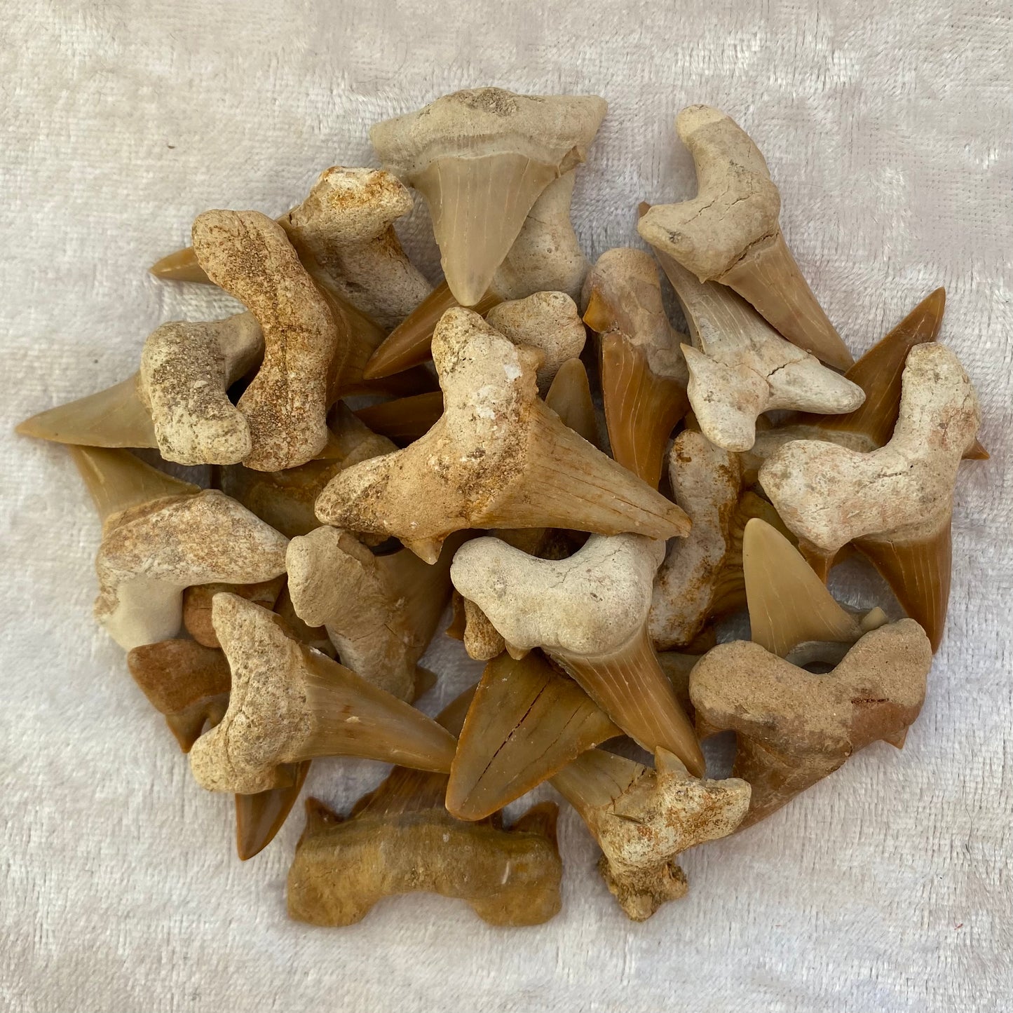 Fossil Shark Teeth