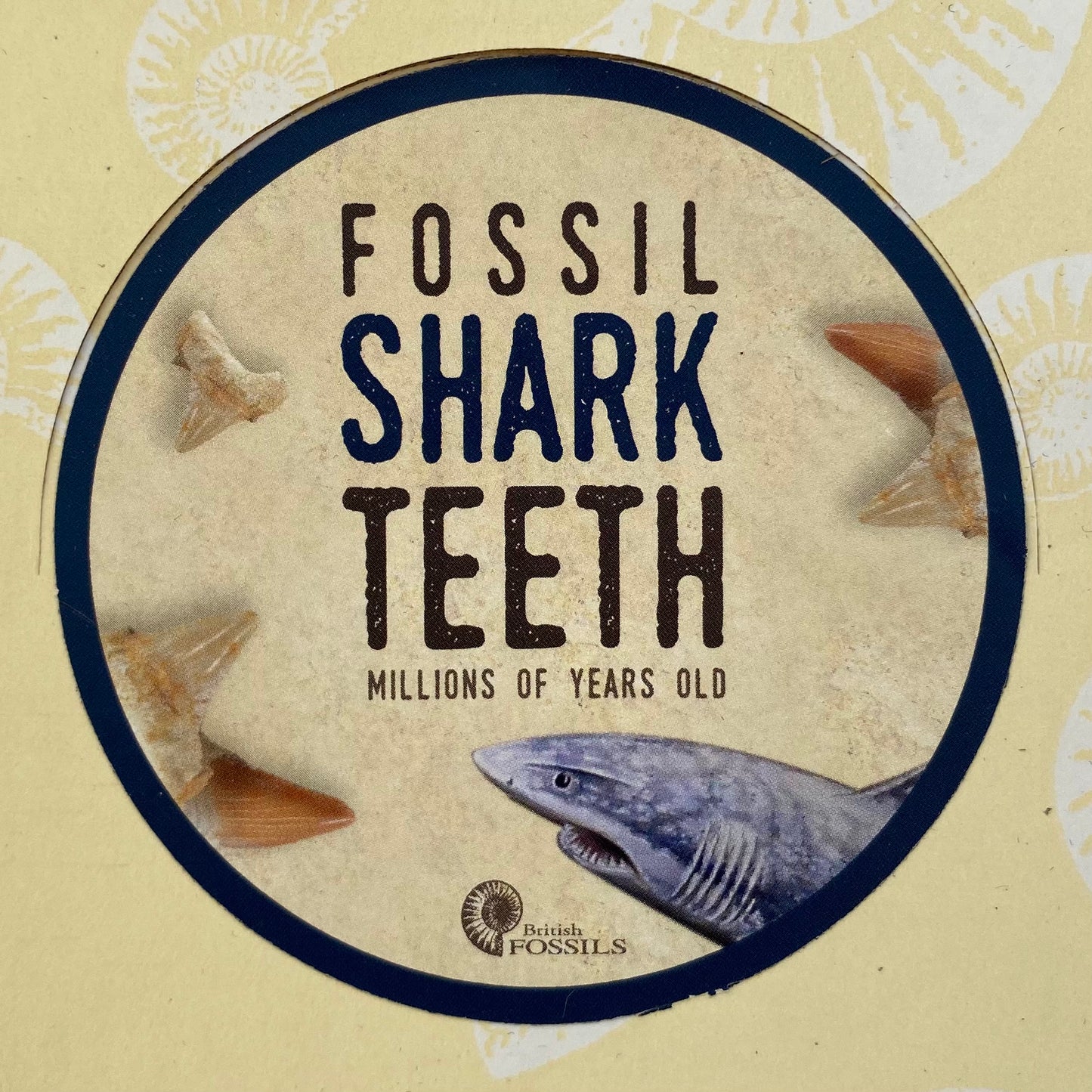 Fossil Shark Teeth