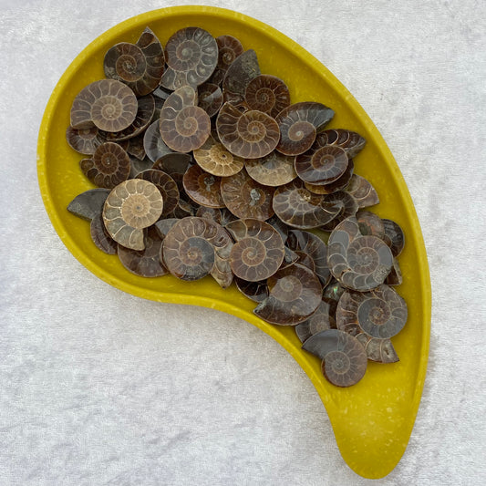 Ammonite Fossils