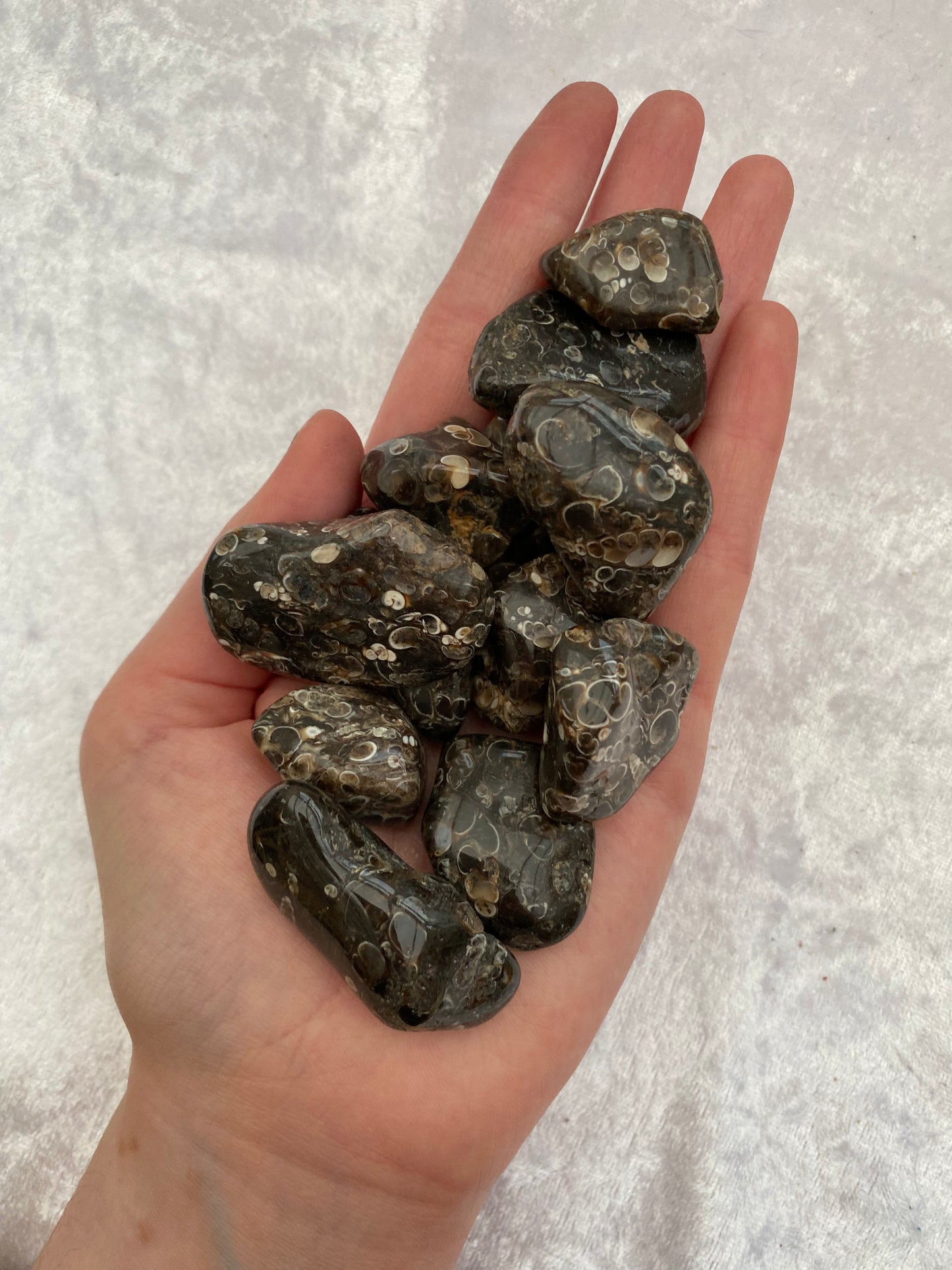 Turritella Agate tumblestones