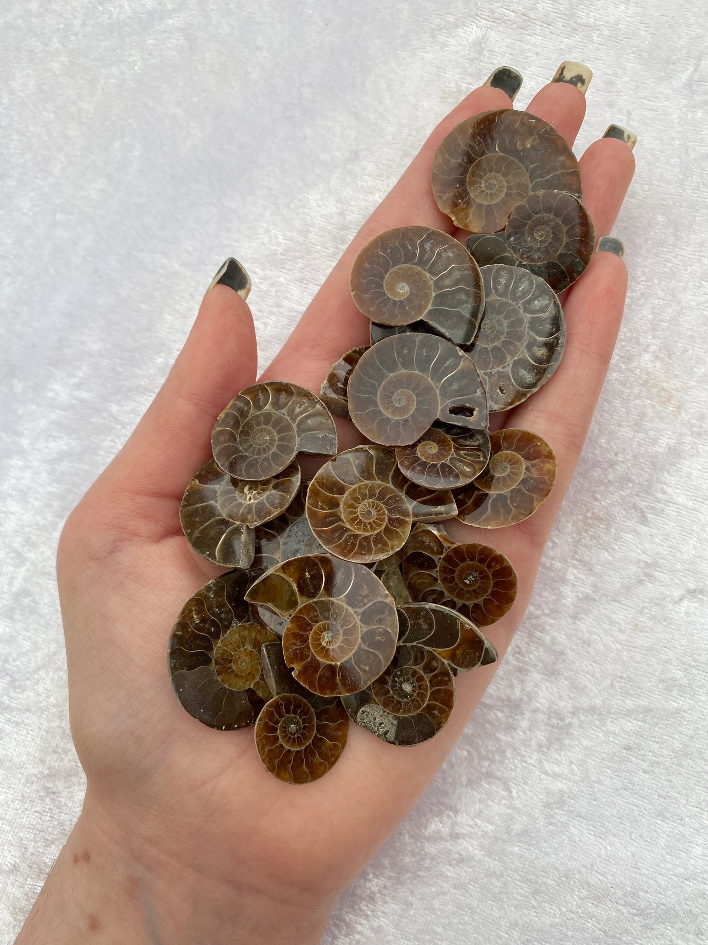 Ammonite Fossils