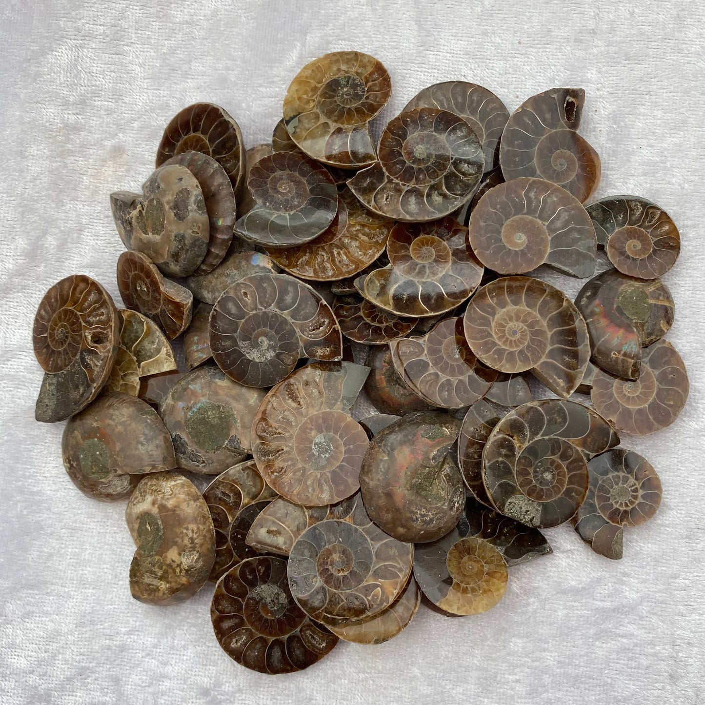 Ammonite Fossils