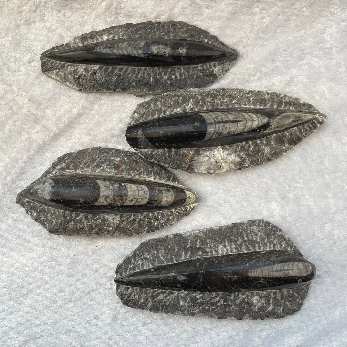 Large Orthoceras Fossils
