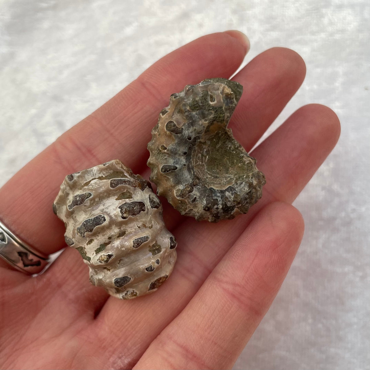 Nautilus Fossil Fragments