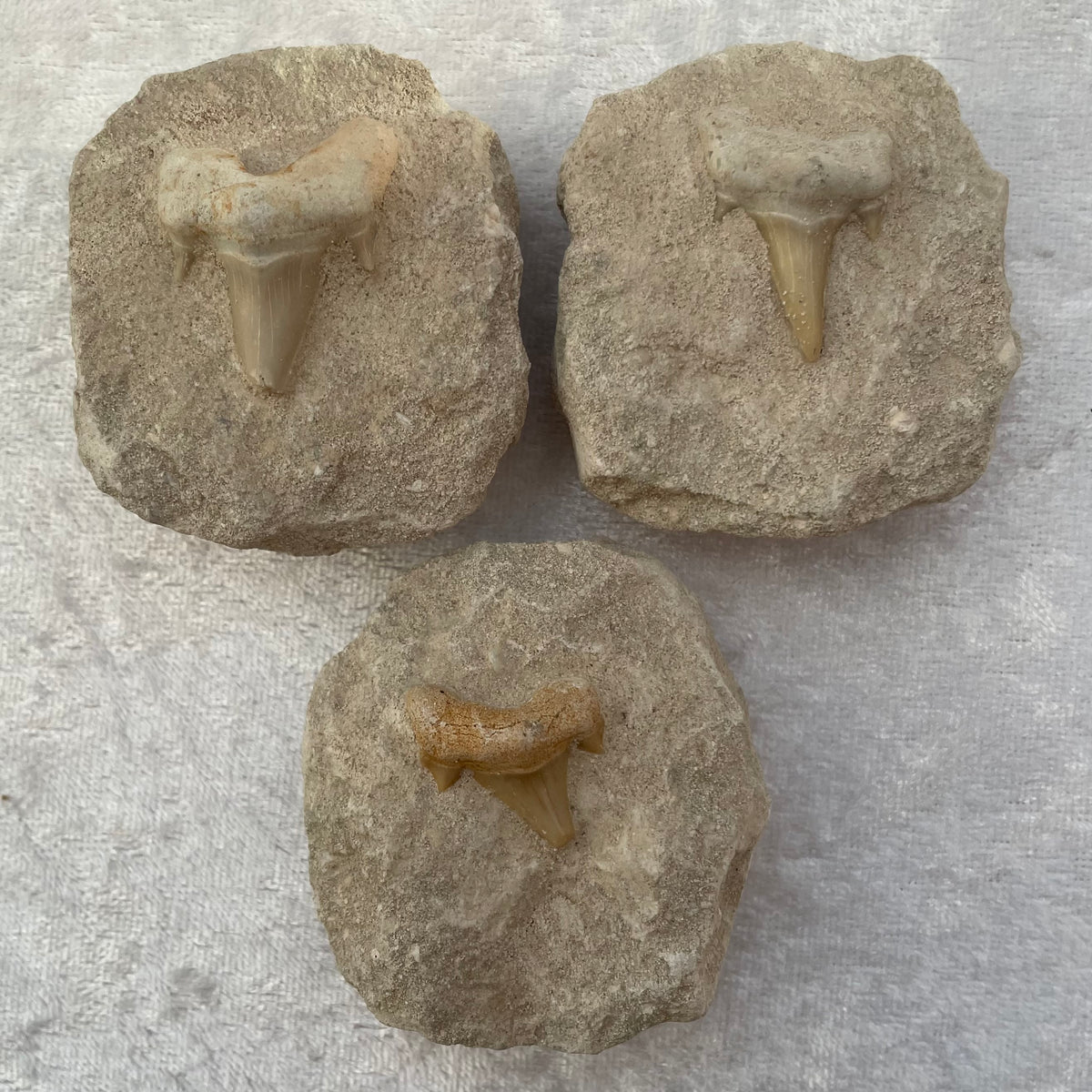 Fossil Shark Teeth in Rock Matrix