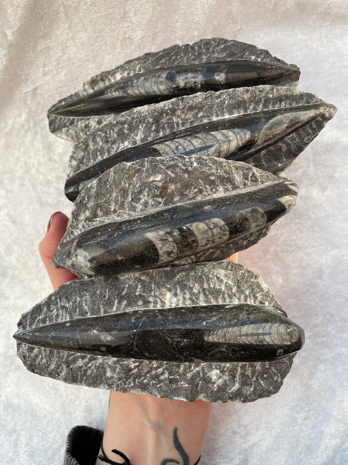 Large Orthoceras Fossils