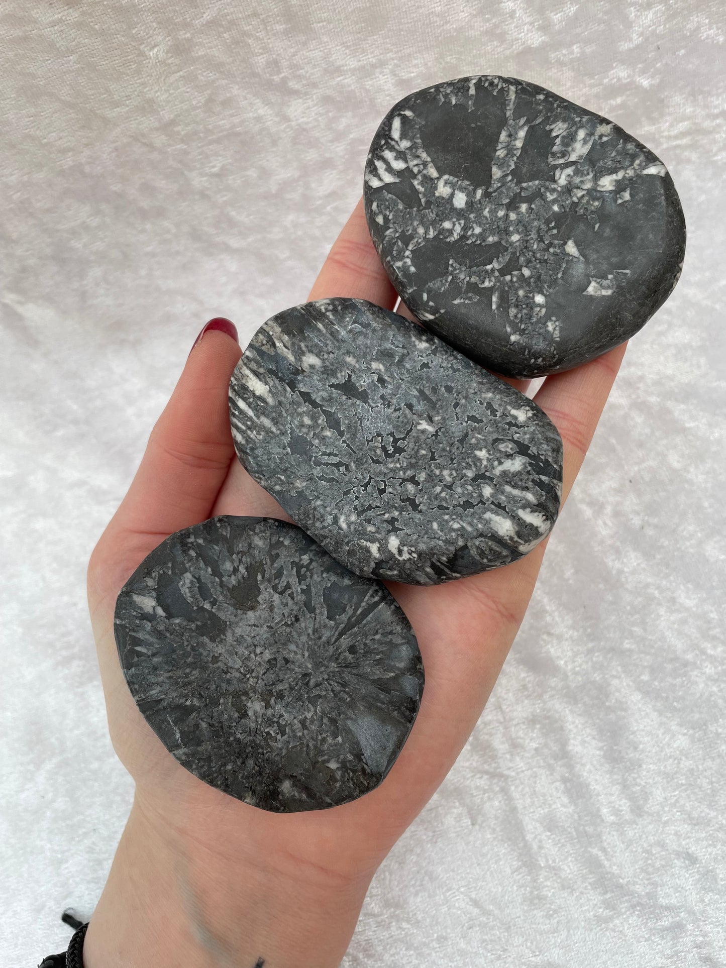 Chrysanthemum Stone Palmstones
