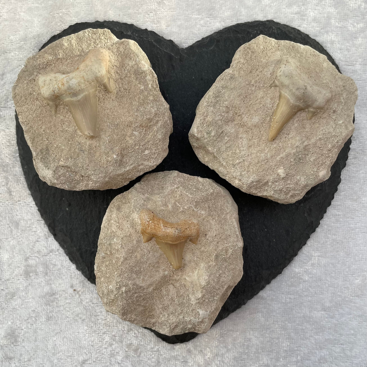 Fossil Shark Teeth in Rock Matrix