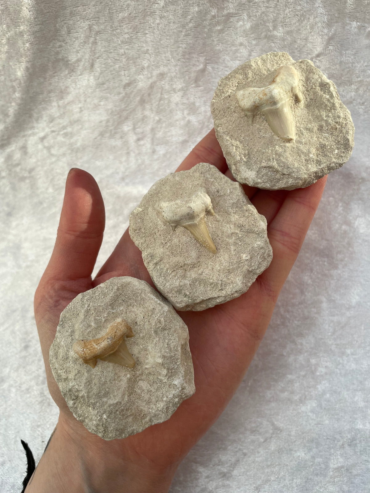 Fossil Shark Teeth in Rock Matrix