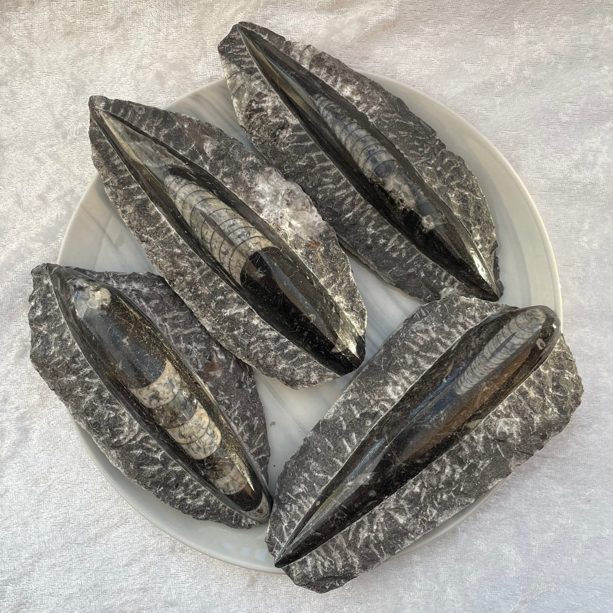 Large Orthoceras Fossils