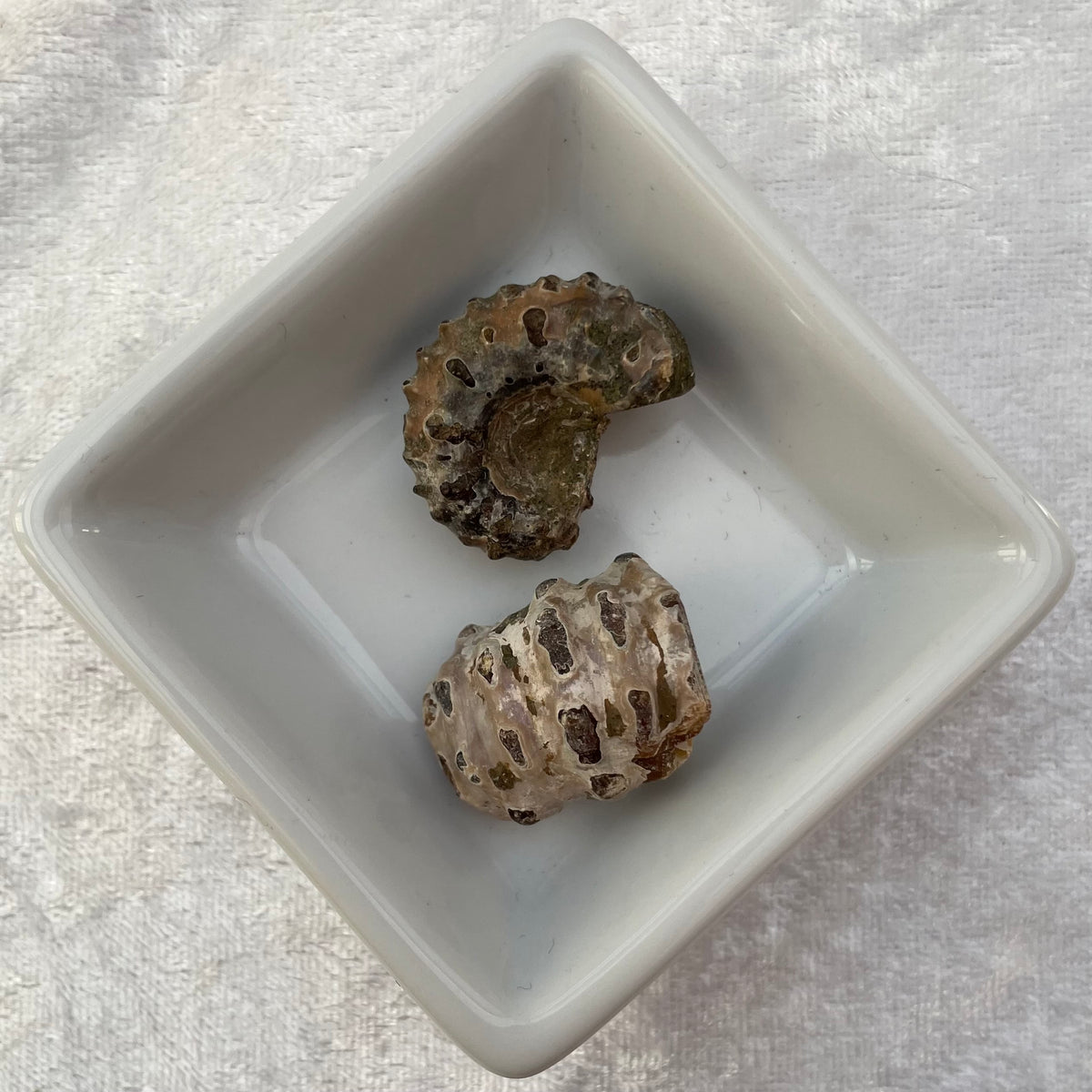 Nautilus Fossil Fragments