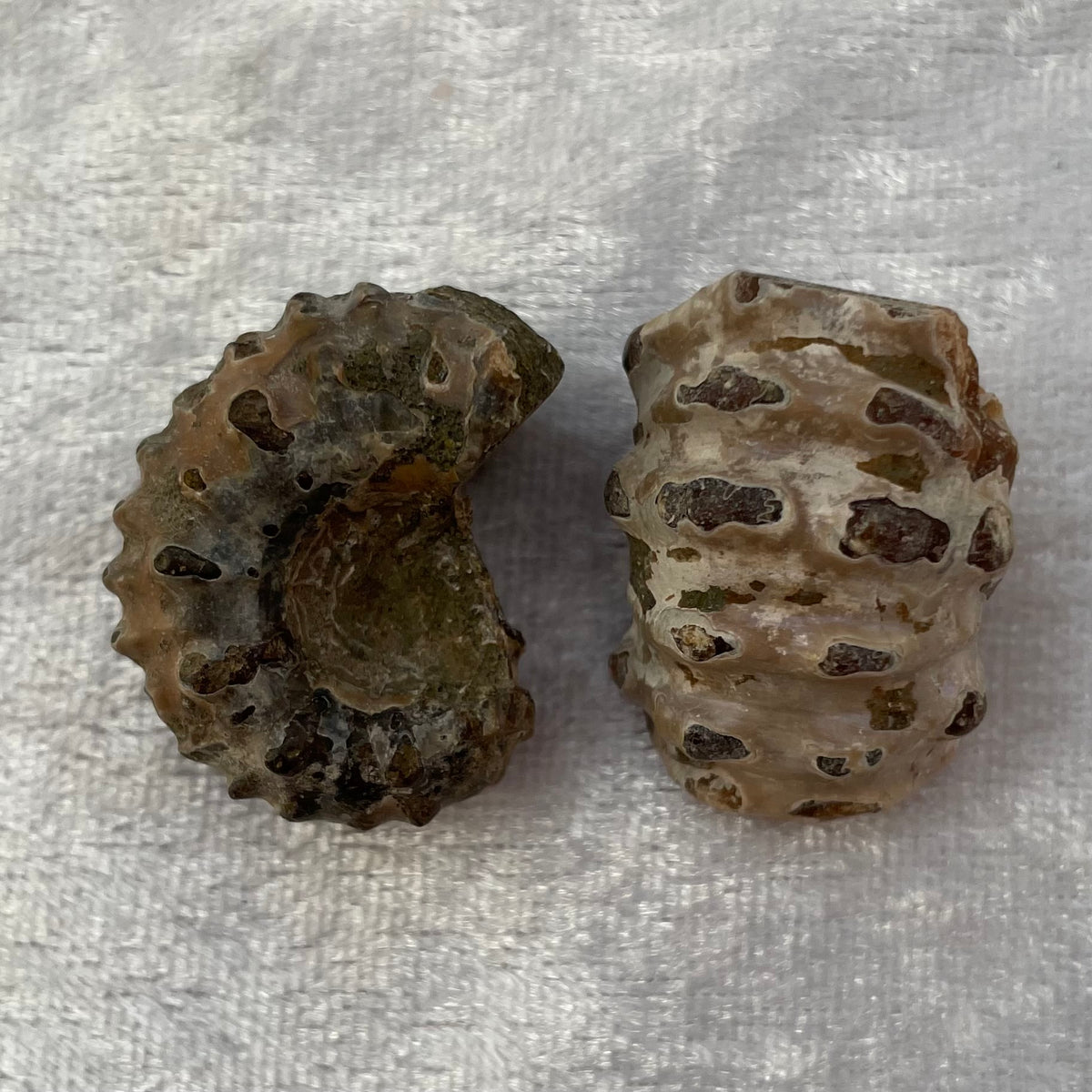 Nautilus Fossil Fragments
