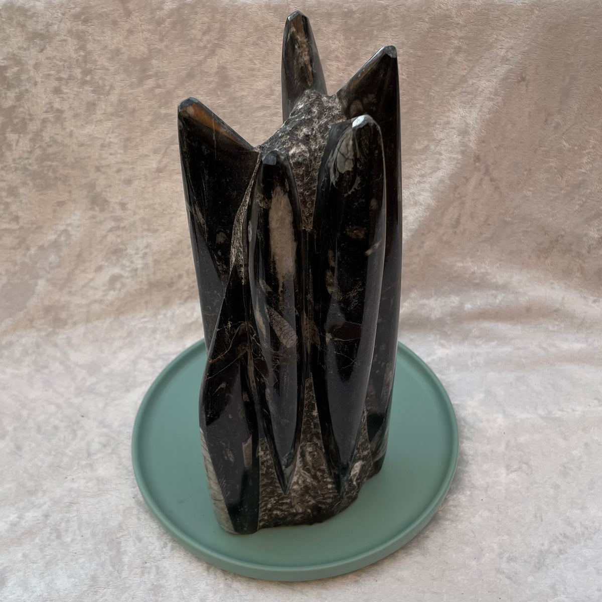 Large Orthoceras Fossil Freeform