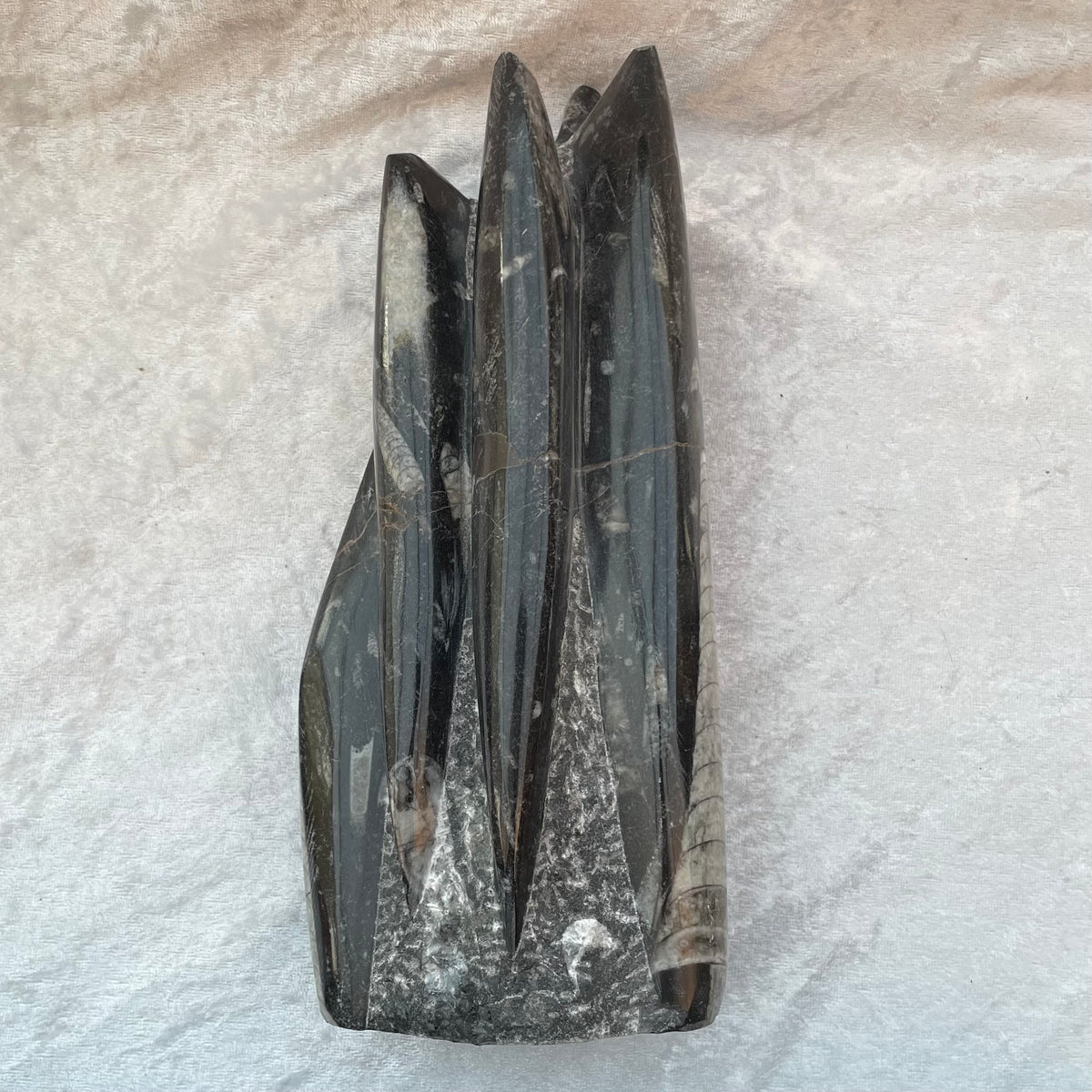 Large Orthoceras Fossil Freeform